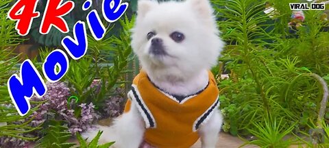 4K quality animal movie _ inviting milo handsome dog as an actor and surprise ending/ viral dog