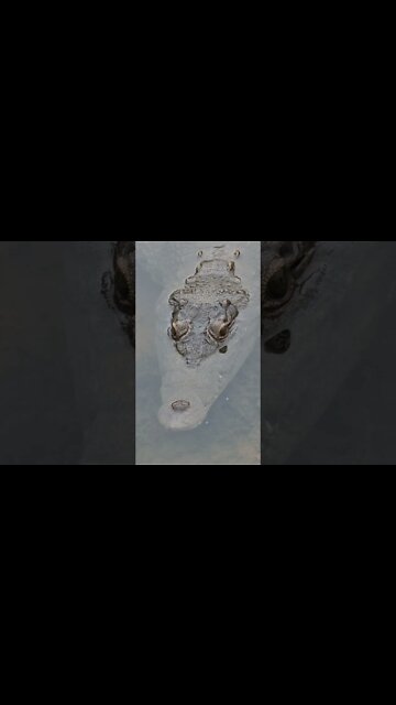 Kruger National Park Sightings Today 21/11/21 (Lions, Leopard, Crocodile, etc) | #shorts