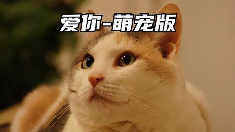 Love you - cute pet version, have you heard of it?