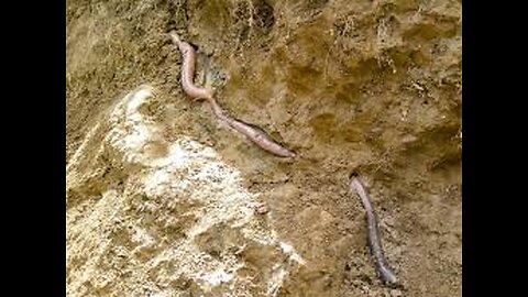 The Giant Earthworm