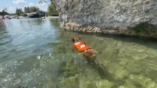 Cookie in the water for the first time