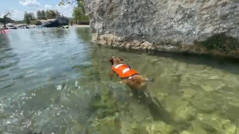 Cookie in the water for the first time