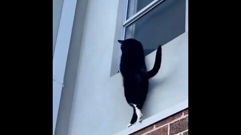 Cats are skillful!!!