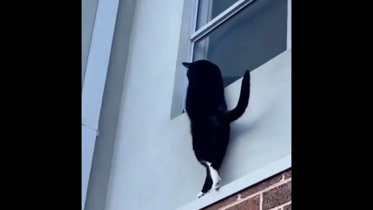 Cats are skillful!!!