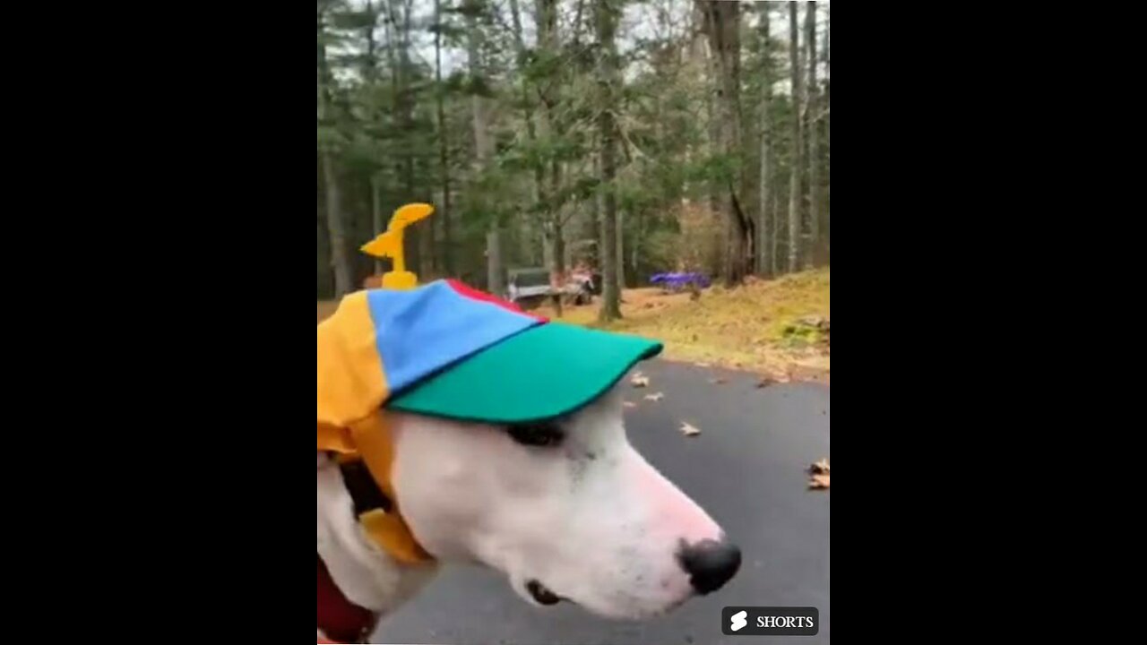 Try Not To Laugh 🤣 Funny Animals 😹 #funnyvideos