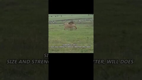 lion vs Dog #shorts #youtubeshorts