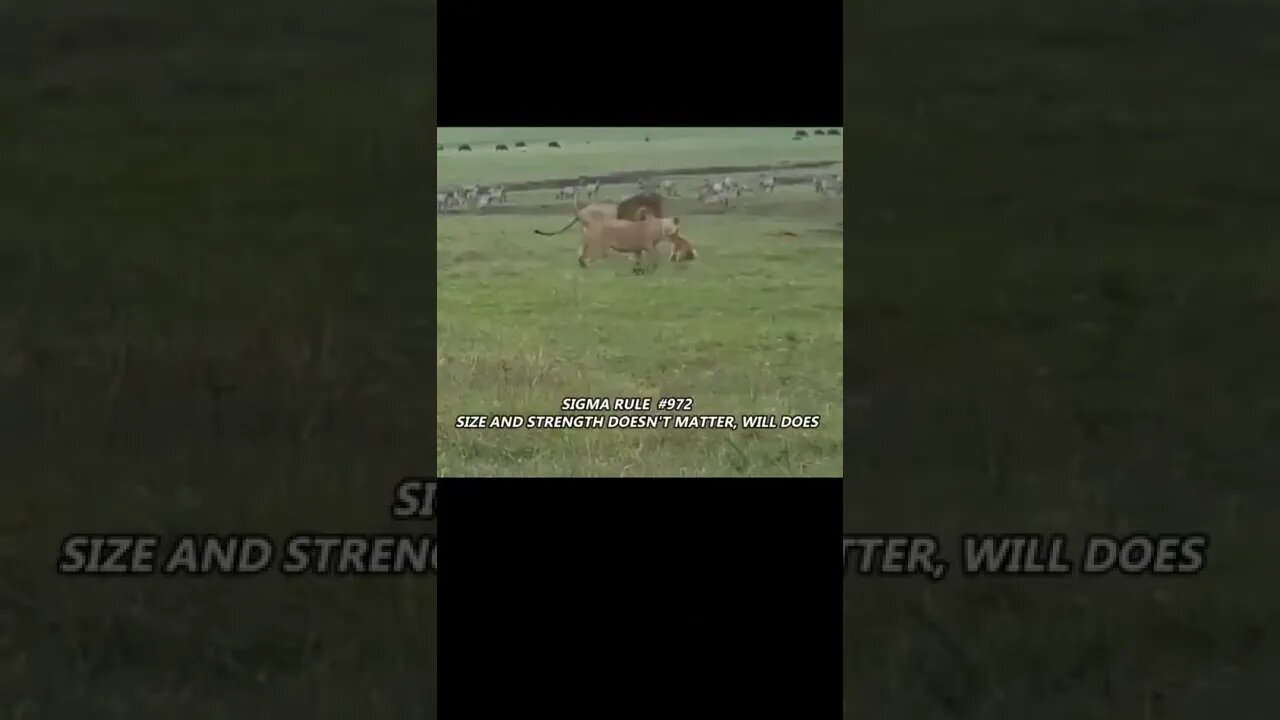 lion vs Dog #shorts #youtubeshorts