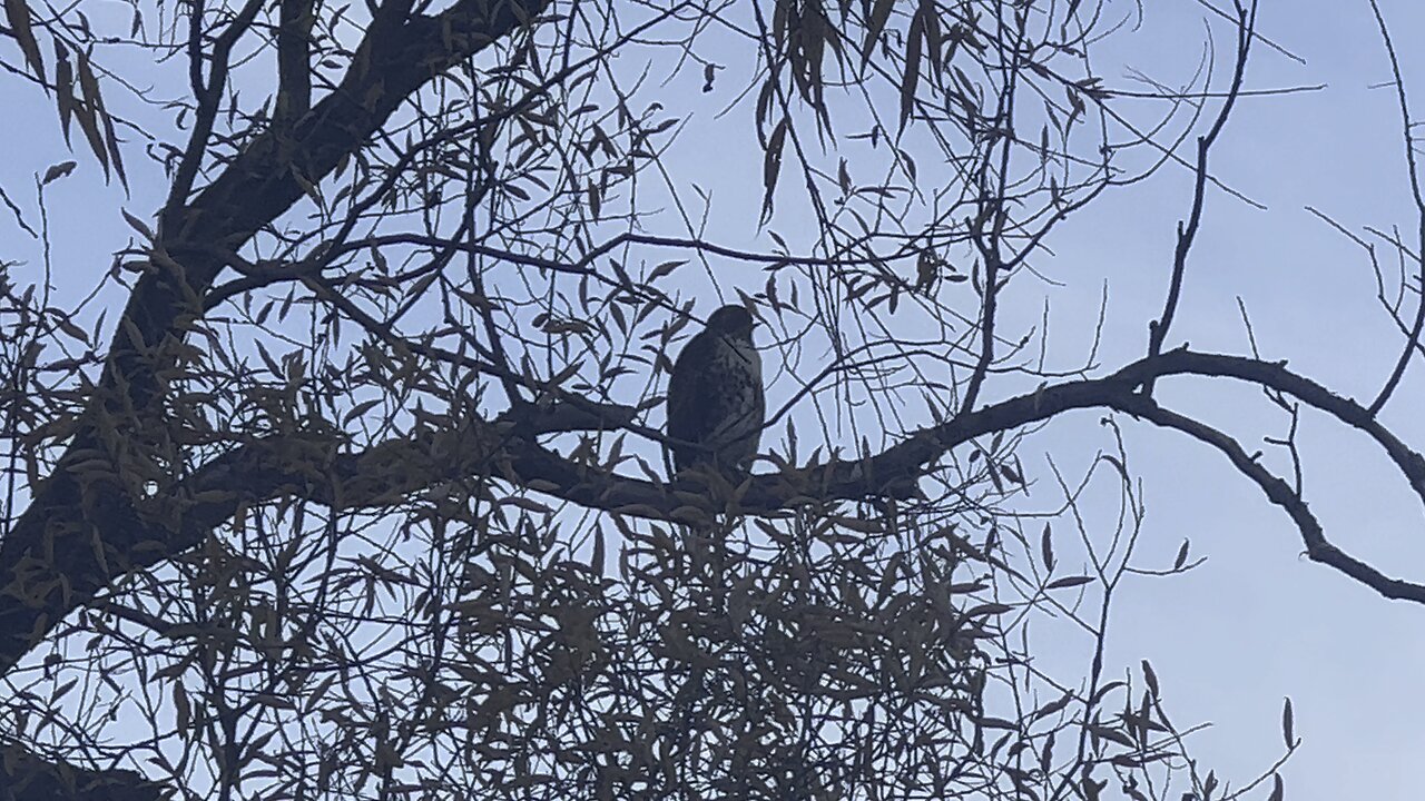 Rough-Legged Hawk scouting for something