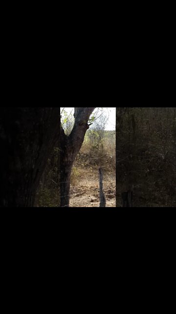 Na natureza selvagem. Macacos da caatinga. Sertão de Porto da Folha/SE, em 04-01-2020 (parte 1).