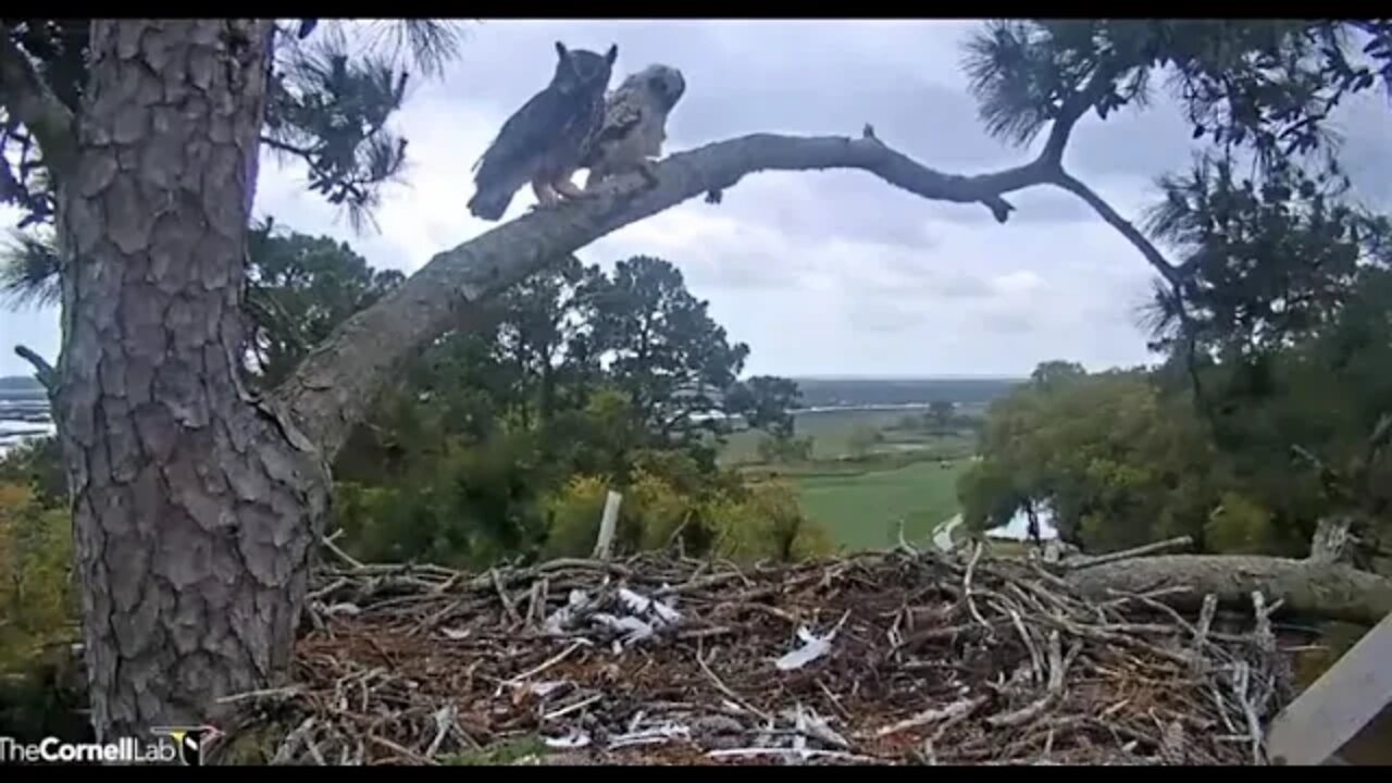 Mom Returns With a Snake Lunch 🦉 4/6/22 12:24