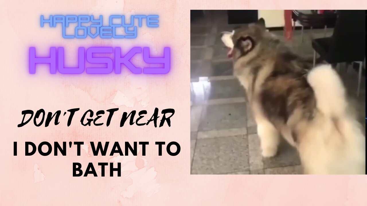 CUTE FUNNY HUSKY DON'T WANT TO BATH