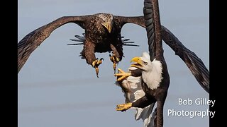 Bald Eagles