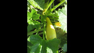 Rich Source of Vitamin C Yellow Squash Oct 2021