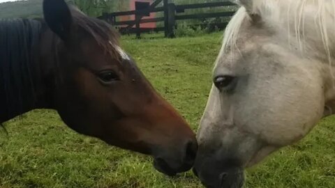 Demonstration of how least pressure allows the horse to approach me at her pace.