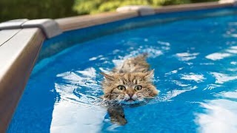 Funny and cute animals - Funny dogs and cats -2023