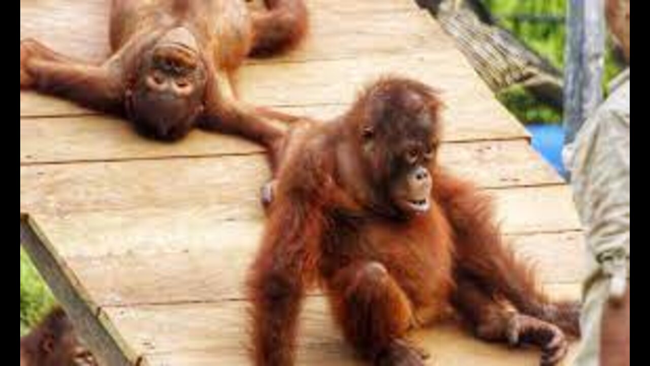 Working with Orangutans in Borneo - A Day In The Life