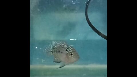 louhan fish