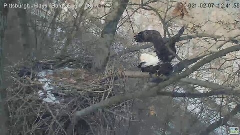 Hays Bald Eagles Mom and Dad Mating on nest branch 2021 02 07 12:41PM