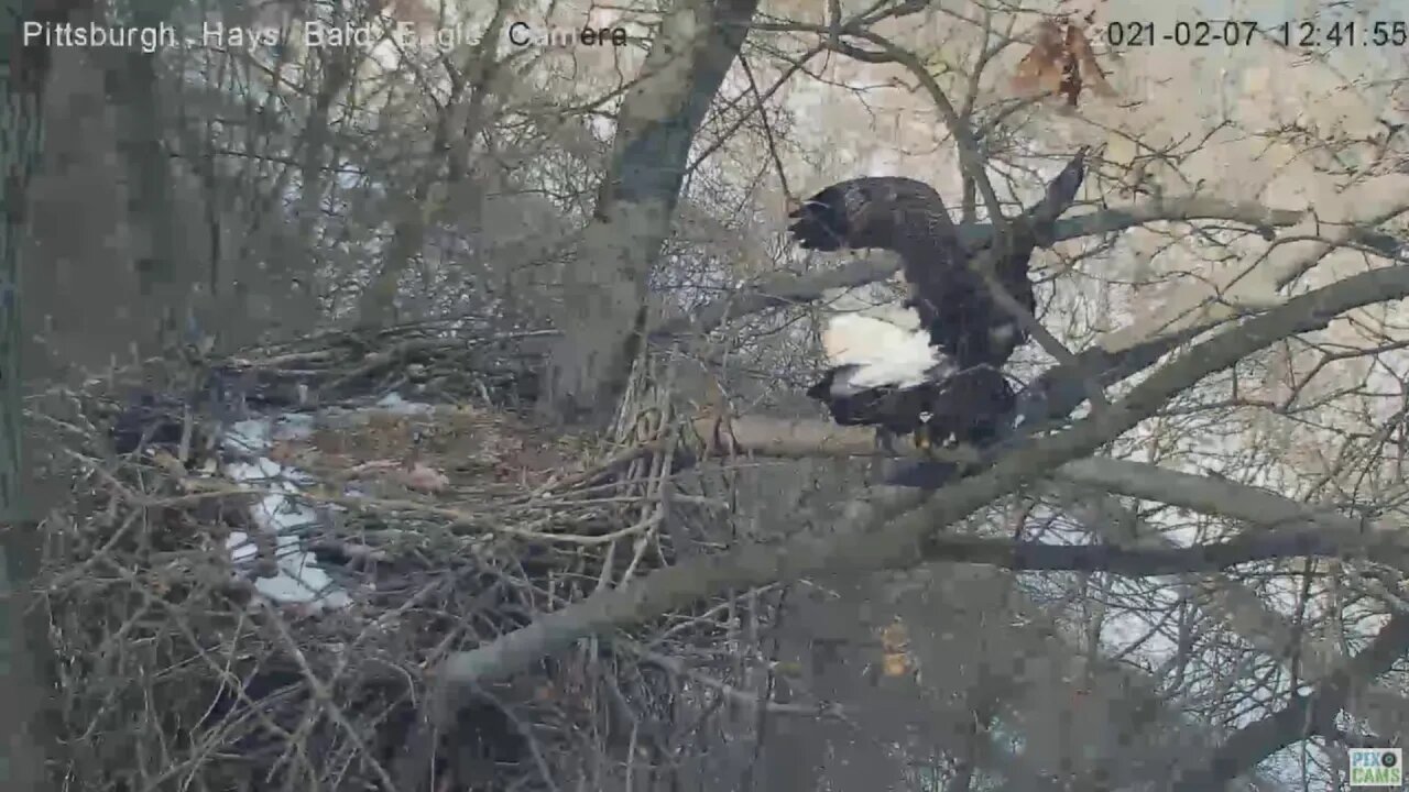 Hays Bald Eagles Mom and Dad Mating on nest branch 2021 02 07 12:41PM