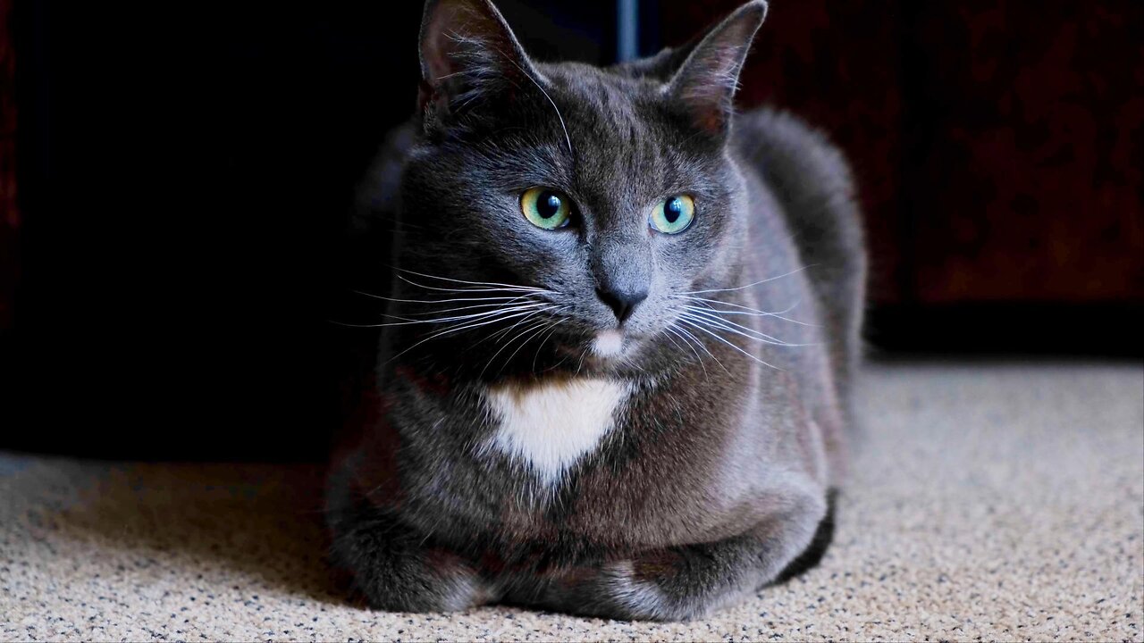 Cat With Charming Eyes