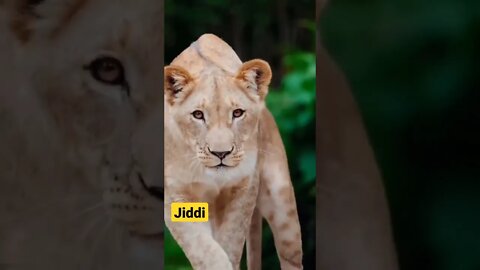 jiddi sher #shorts #trending