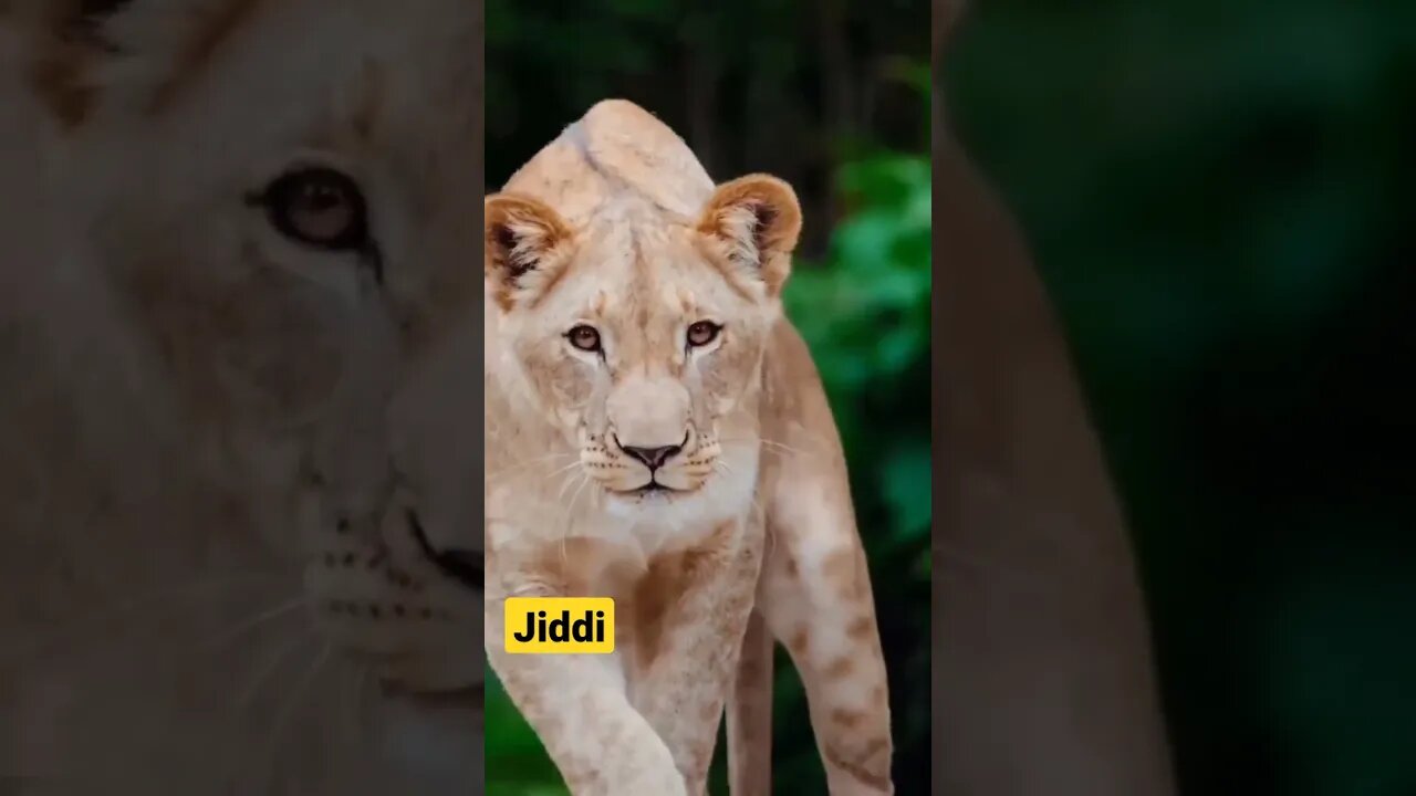 jiddi sher #shorts #trending