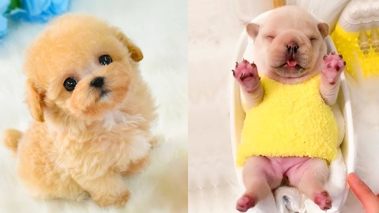 Baby Dogs - Cute and Funny Dog Videos Compilation #52 | Aww Animals