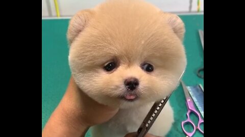 Is this a real dog or a doll?