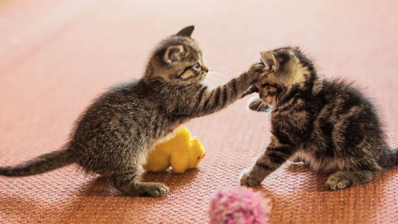 20 minutes of super cute cat and kitten videos 🥰 to keep you grinning 😊