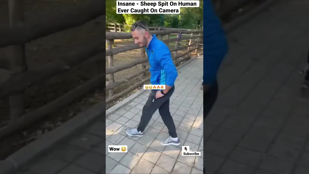 Insane - Sheep Spit On Human Ever Caught On Camera #shorts #animals #sheep #human #wildlife #pets