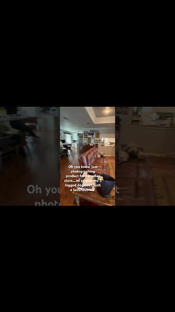 Day in the life of my dog….just living her best life & she knows it! #ebayseller #dogs #dog