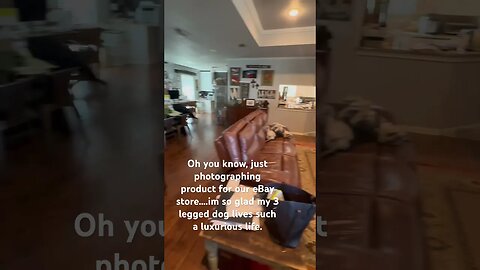 Day in the life of my dog….just living her best life & she knows it! #ebayseller #dogs #dog