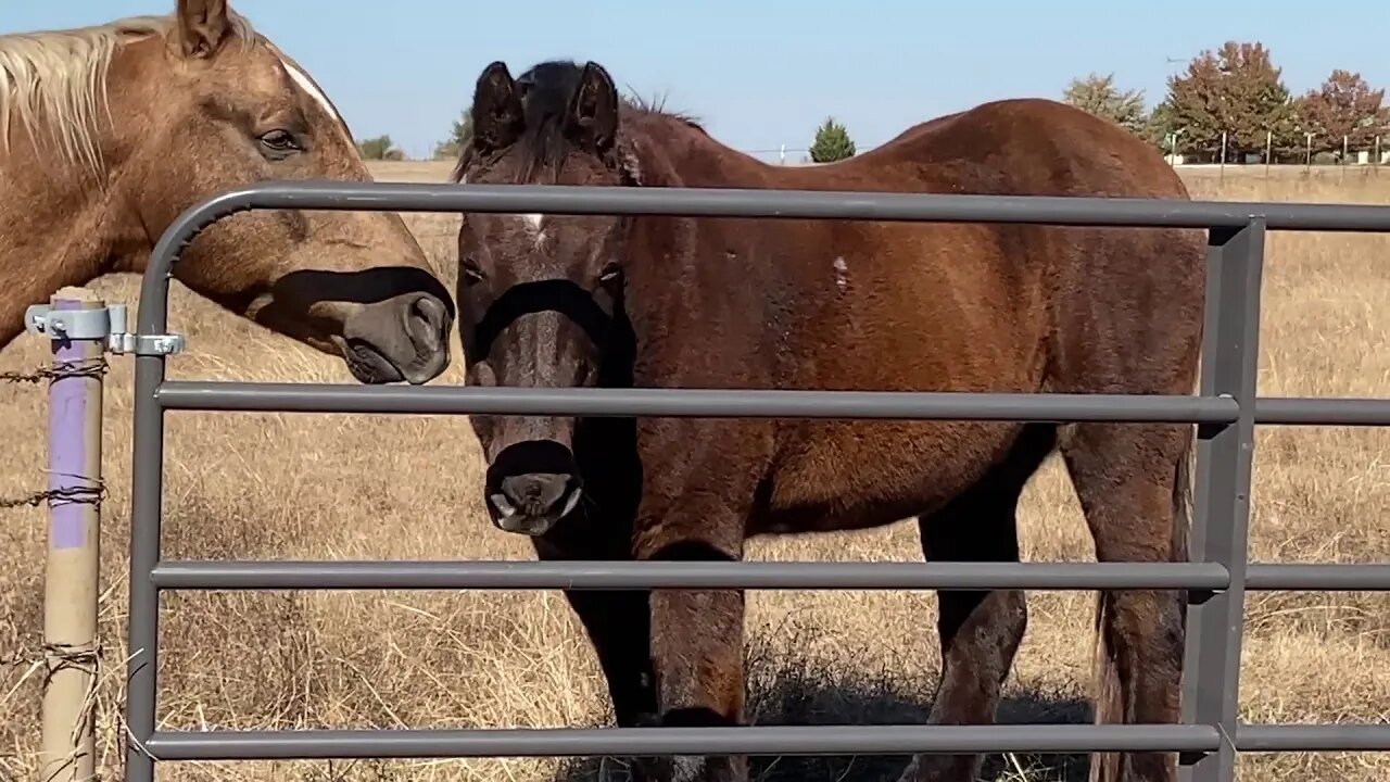 Check In With The Boys - Visit With Romeo Horse & Mr. T & Buddy