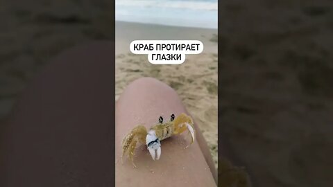 crab rubs eyes