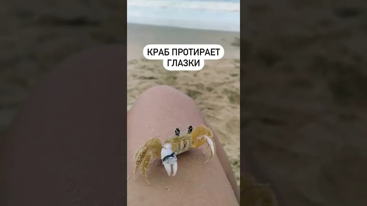 crab rubs eyes