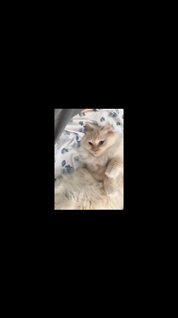 Prude Petals DOES NOT Want to be Pet