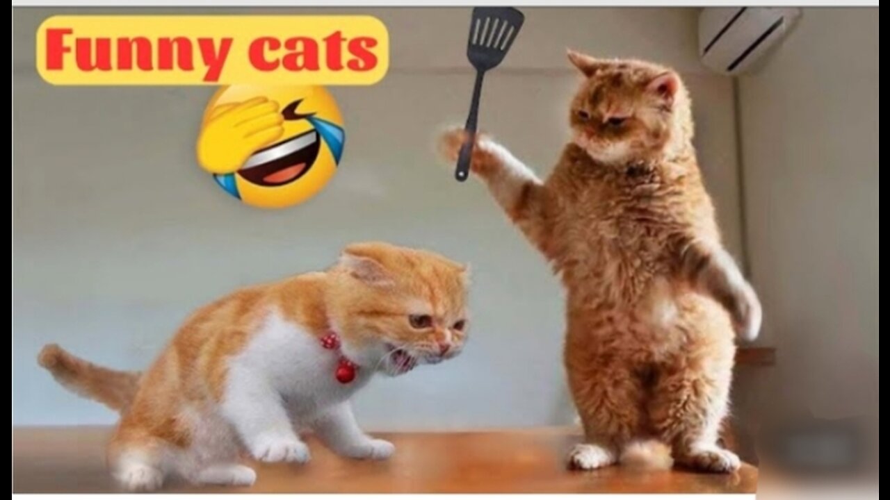 Cute Cats Funny moments 2023