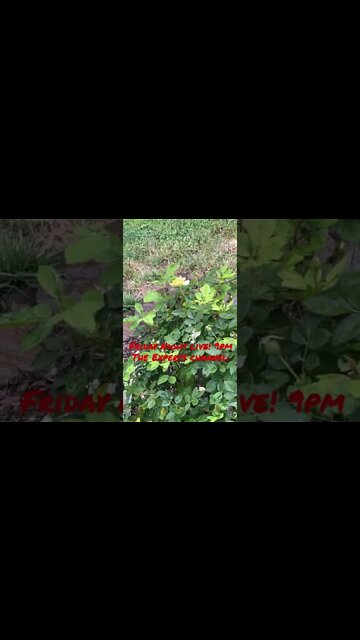 Rain ‘n Roses! #Shorts #shortsvideo