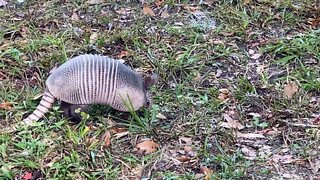 Wild armadillo