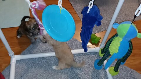 J Litter - Kitchen Time(2)