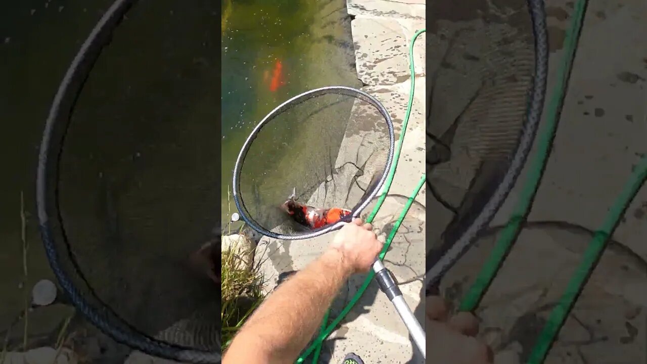 Beautiful koi fish #koipond #aquaponics