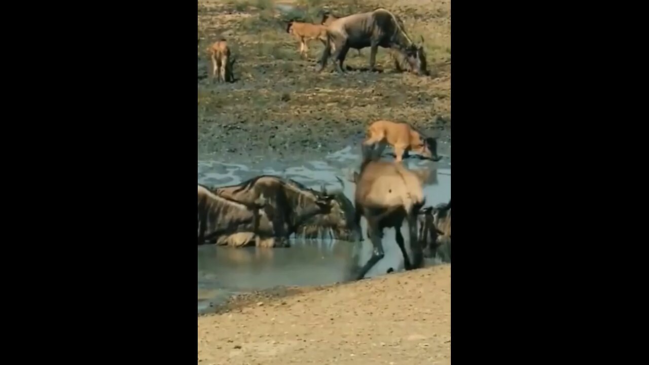 Wildebeest stuck in water 😱#wildlife #wildlifemagictv#wildlife#magic#nature#animals#wildebeest