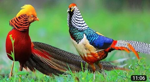 The beautiful golden pheasants and wading birds🐦🦆
