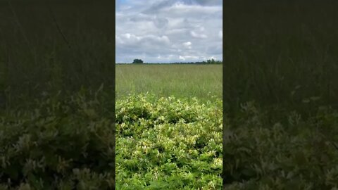 1 Minute to Relax | Spring on the Prairie | #Shorts | #Nature | #BirdSounds | #Oklahoma #Honeysuckle