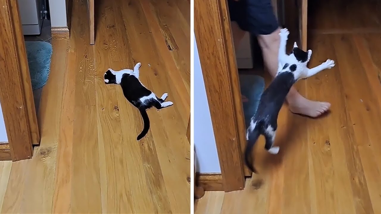 Mischievous kitty can't resist sneaking up on owners