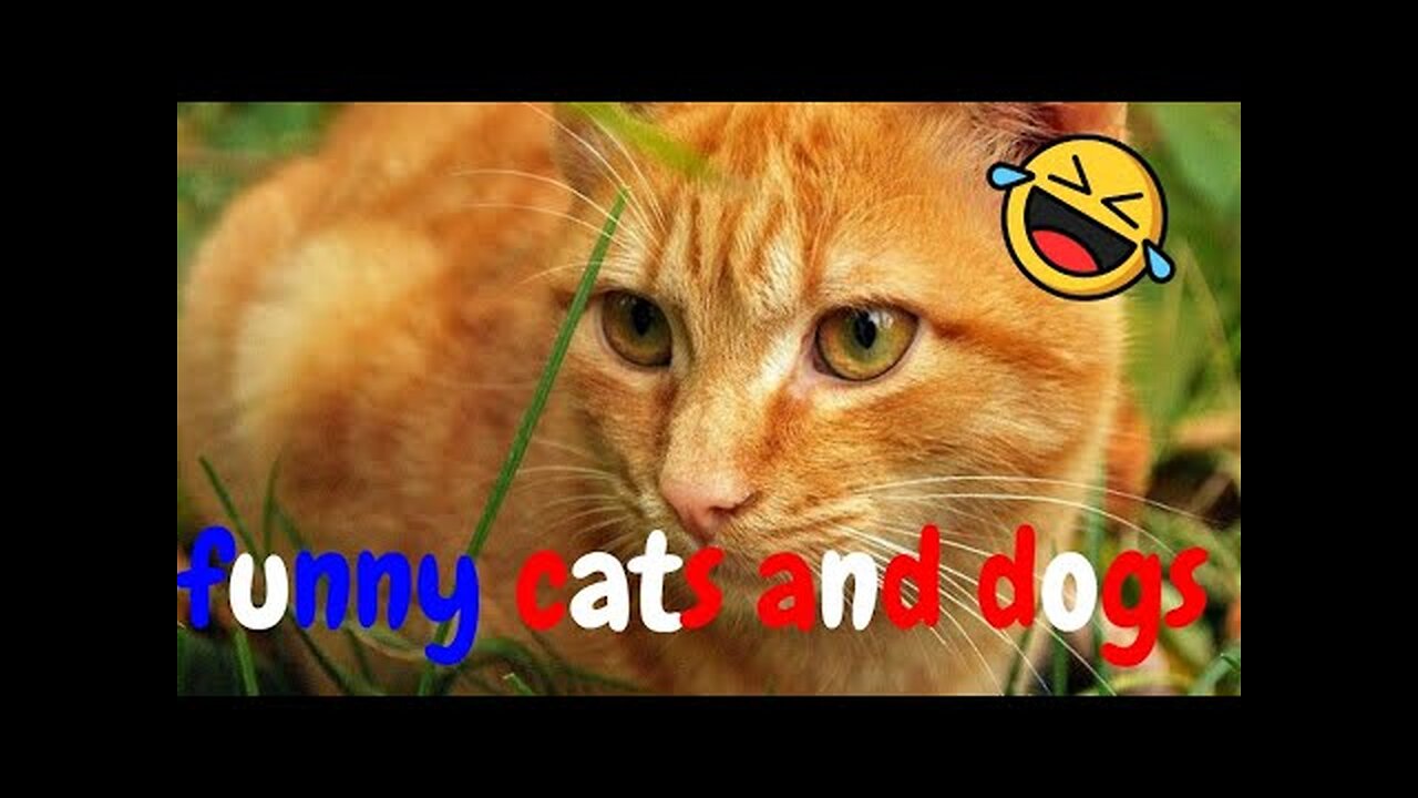 Funny Cats And Dogs Video