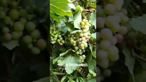 Best vine for your garden #gardening #shorts #grow #viral #vines