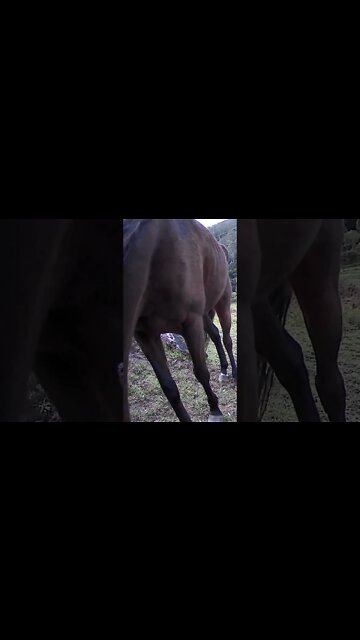 The secret lives of horses