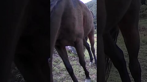 The secret lives of horses