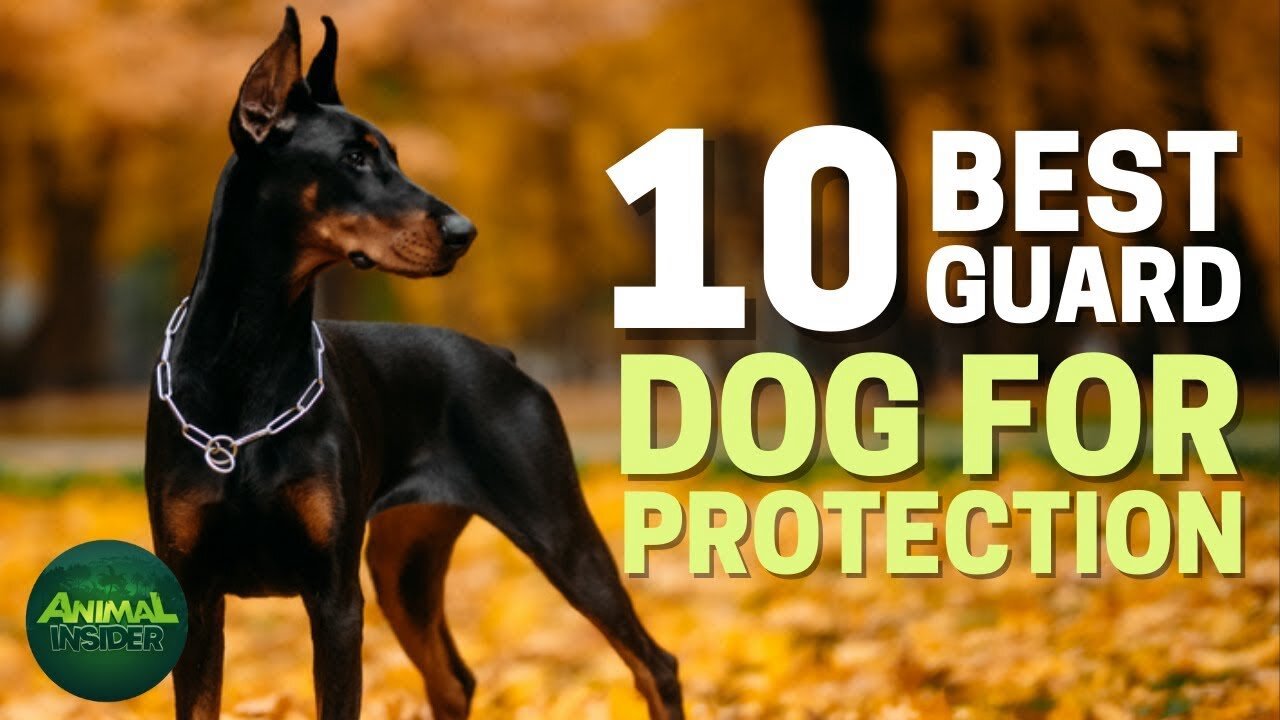 Top 10 Best Guard Dog Breeds to Protect Your House and Family